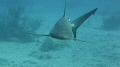   BVi  